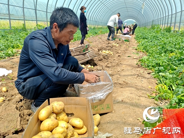 平輿縣辛店鄉黃寨村：春土豆迎來豐收季 助農增收添“薯”光