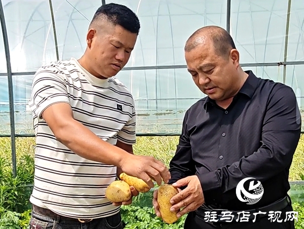 平輿縣辛店鄉黃寨村：春土豆迎來豐收季 助農增收添“薯”光