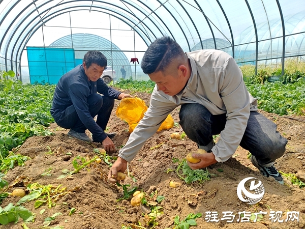 平輿縣辛店鄉黃寨村：春土豆迎來豐收季 助農增收添“薯”光