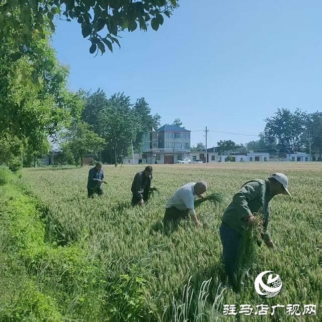 新蔡縣頓崗鄉持續扎實做好多花黑麥草拔除工作