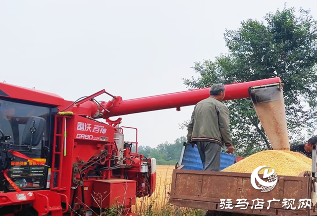 驛城區：麥浪翻滾穗飄香 機聲隆隆收獲忙