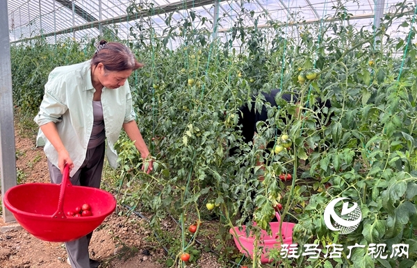 平輿縣萬冢鎮閆樓村：田園采摘新風尚 番茄飄香促振興
