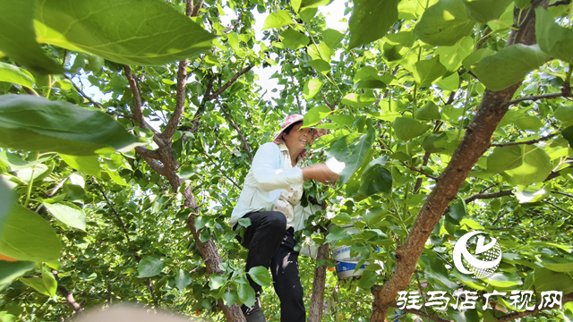 駐馬店市驛城區：杏子成熟香四溢 “甜蜜產業”托起幸福生活