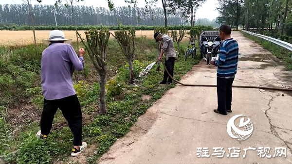 平輿縣李屯鎮：科學防范“干熱風” 全力守護小麥生長 