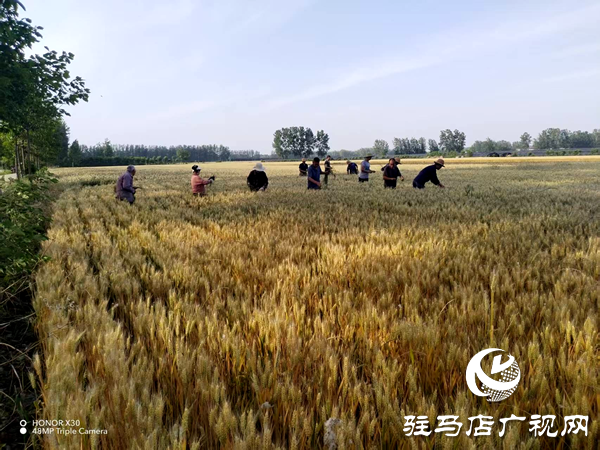 平輿縣李屯鎮：科學防范“干熱風” 全力守護小麥生長 