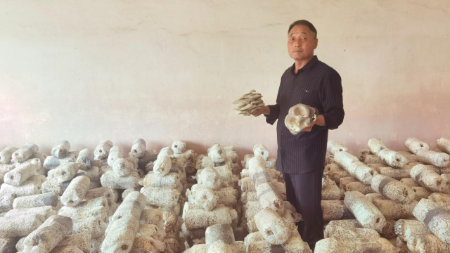 全國勞動模范高建林：以食用菌種植助力鄉村振興