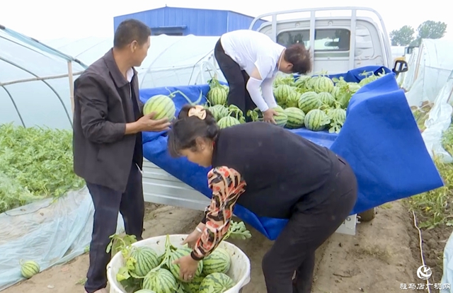 正陽縣蘭青鎮：吊秧西瓜種出“甜蜜經濟” 特色產業引領鄉村振興