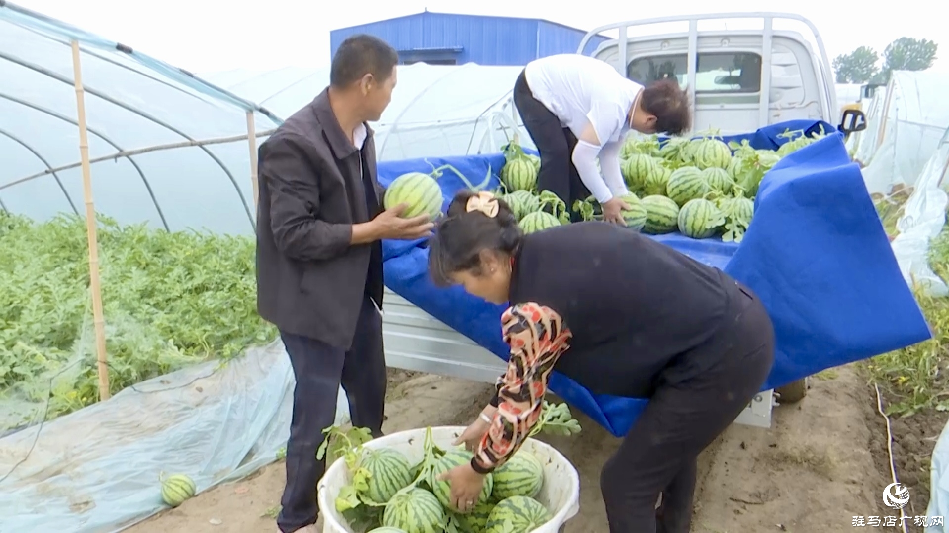 正陽縣蘭青鎮潘店村：科學種植 精心管護 實現西瓜產業提質增效