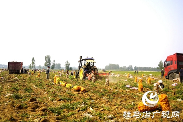 遂平縣褚堂街道：小土豆變身“金豆豆” 八千畝產業鋪就鄉村振興路