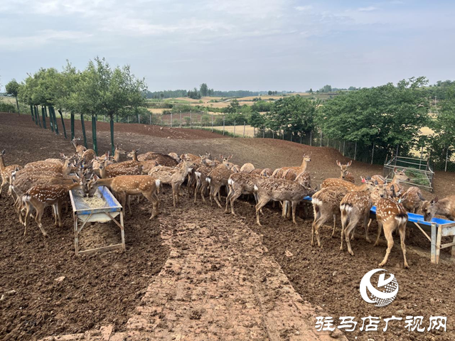 泌陽縣盤古鄉：特色種養繪就鄉村振興新圖景