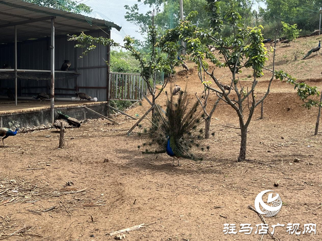 泌陽縣盤古鄉：特色種養繪就鄉村振興新圖景