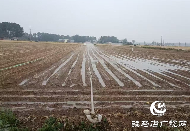  戰高溫保三夏：西平縣柏城街道積極行動