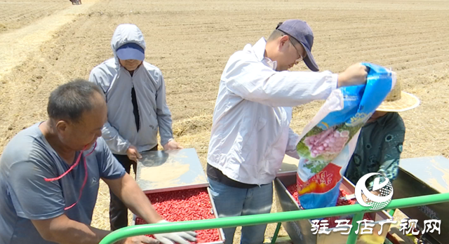上蔡縣耕夫種植專業合作社：搶抓農時 科技賦能秋糧播種