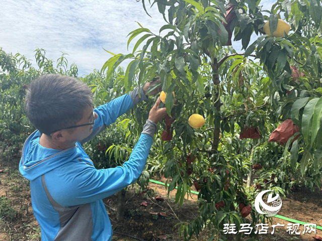 駐馬店驛城區蟻蜂鎮魯灣村：千畝桃林結出鄉村振興“甜蜜果”