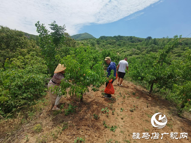 駐馬店市驛城區胡廟鄉：小桃子成為農民增收致富的“金果果”