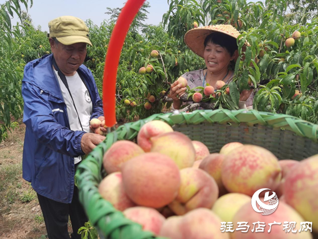 駐馬店市驛城區胡廟鄉：小桃子成為農民增收致富的“金果果”