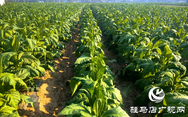 泌陽縣郭集鎮：黨建紅賦能“金葉”黃