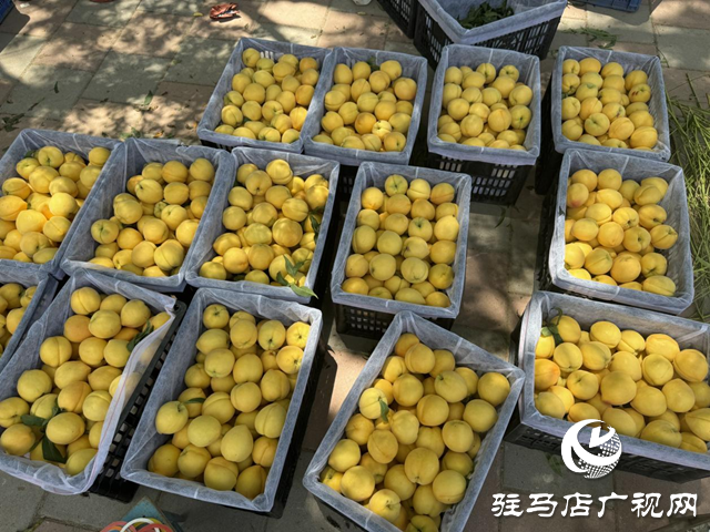 駐馬店驛城區蟻蜂鎮魯灣村：千畝桃林結出鄉村振興“甜蜜果”