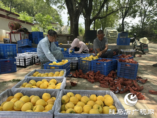 駐馬店驛城區蟻蜂鎮魯灣村：千畝桃林結出鄉村振興“甜蜜果”