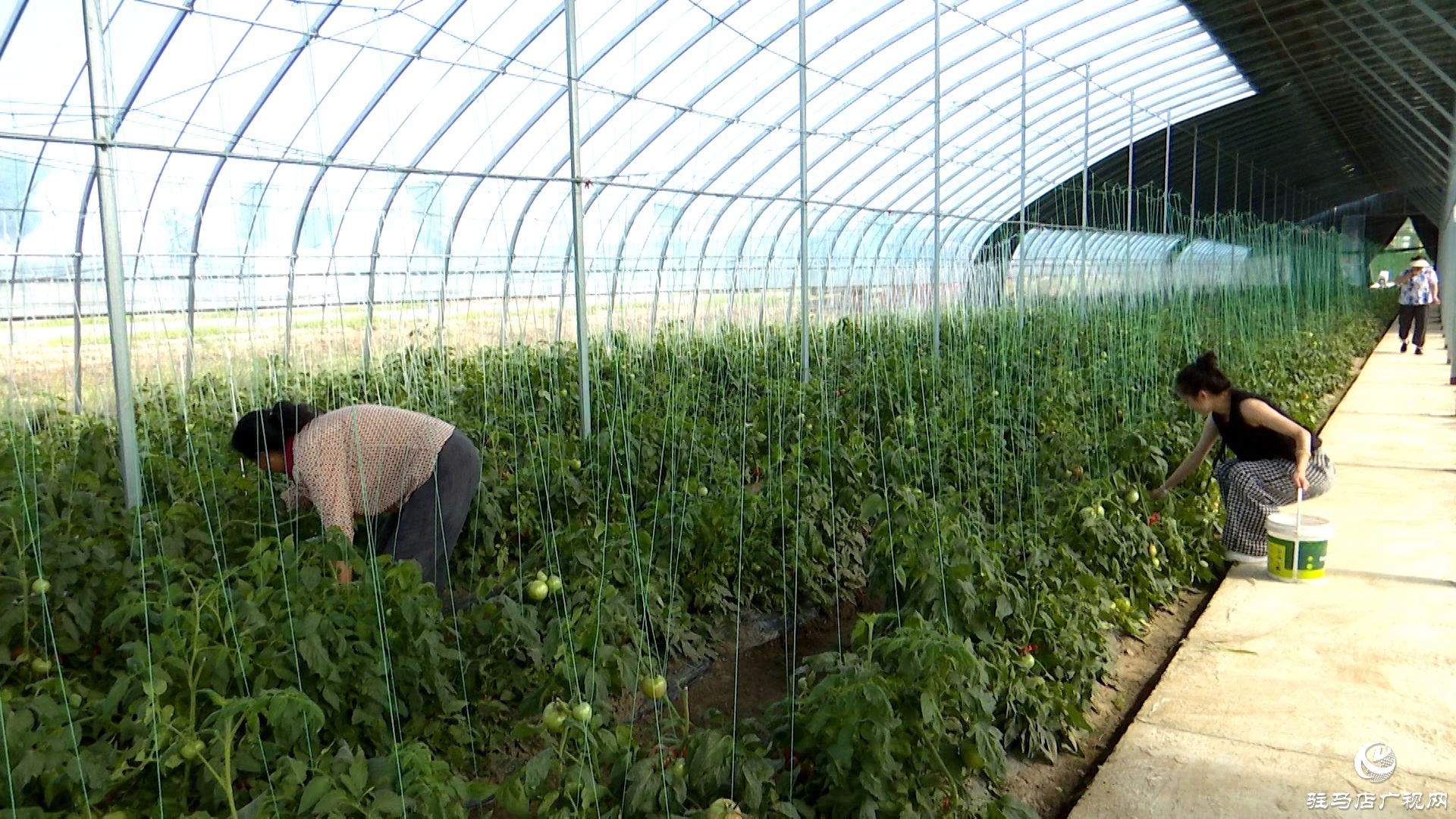 正陽縣新阮店鄉萬馬村：有機番茄喜獲豐收 生態種植結碩果