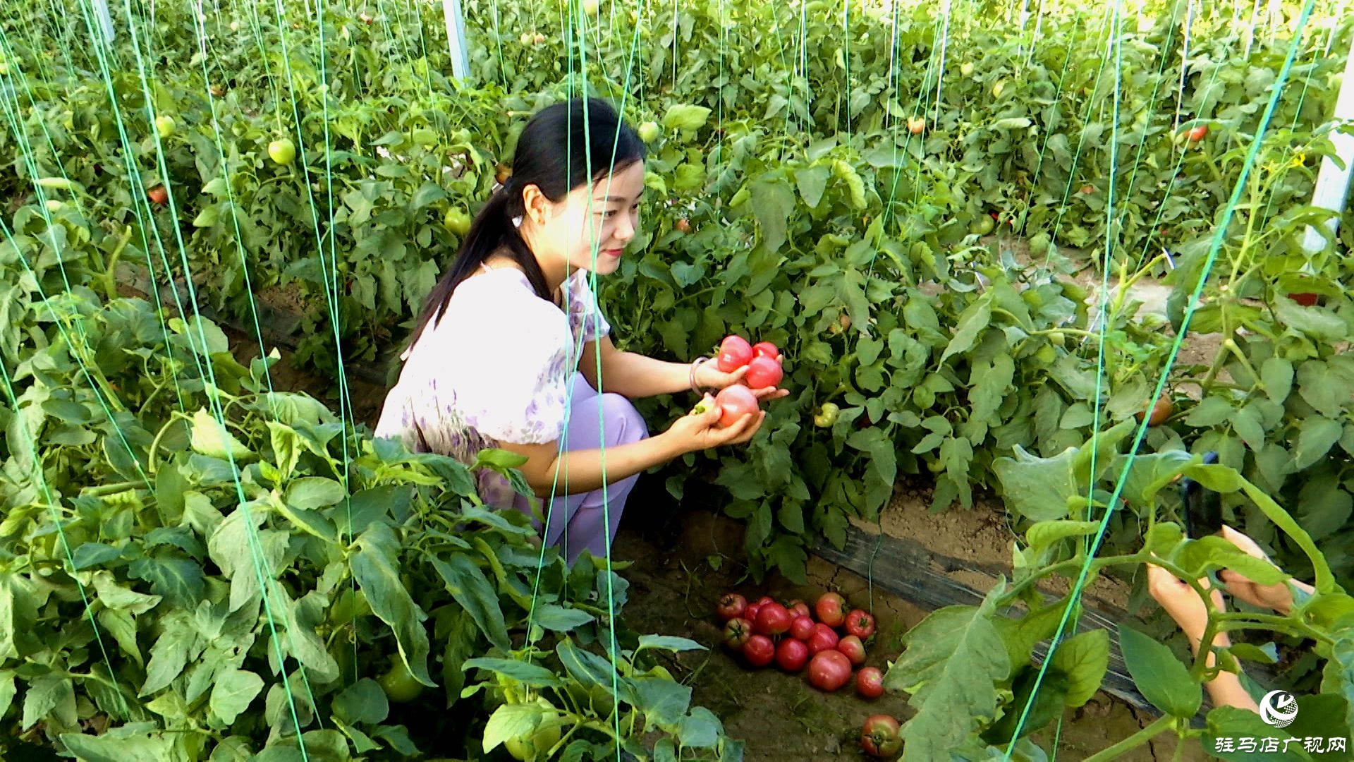 正陽縣新阮店鄉萬馬村：有機番茄喜獲豐收 生態種植結碩果
