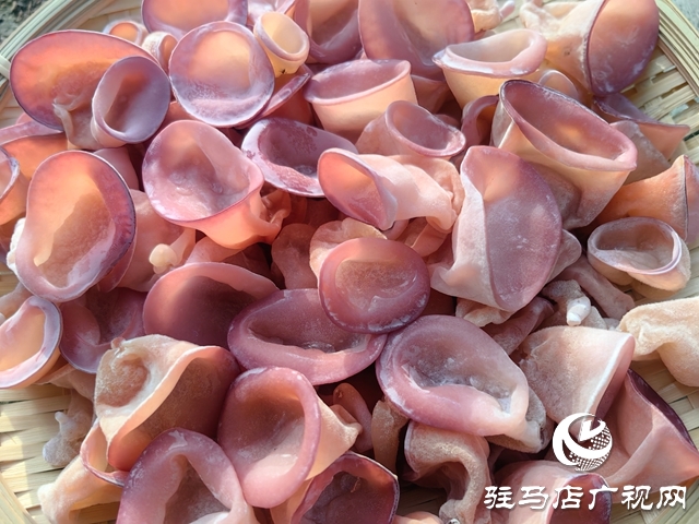 ?泌陽縣：新品桃紅木耳試種成功 助推食用菌新質生產力發展?
