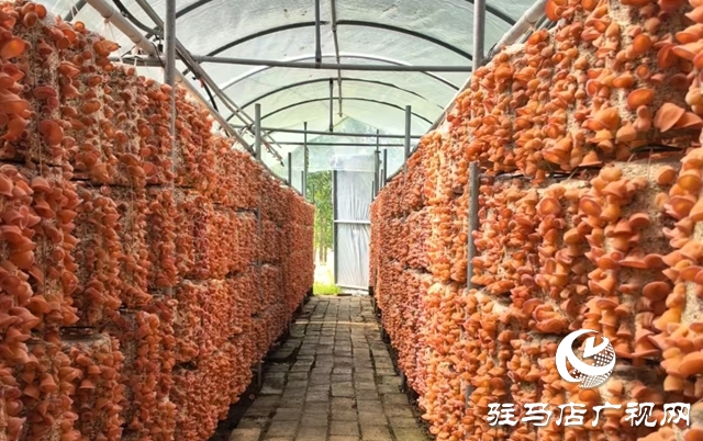 ?泌陽縣：新品桃紅木耳試種成功 助推食用菌新質生產力發展?