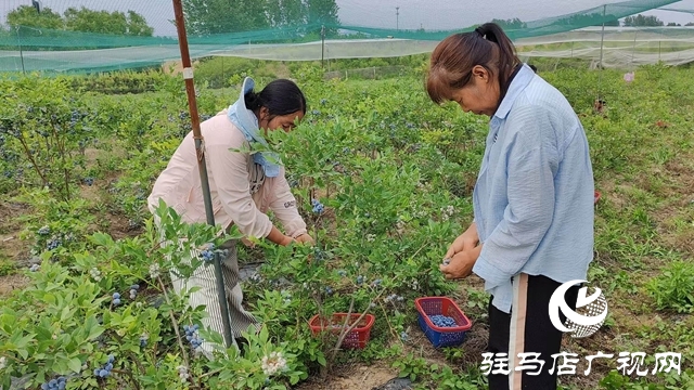 泌陽高邑鎮：藍莓飄香季 致富果 鋪就鄉村振興路