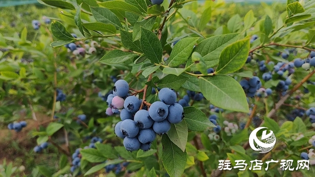 泌陽高邑鎮：藍莓飄香季 致富果 鋪就鄉村振興路