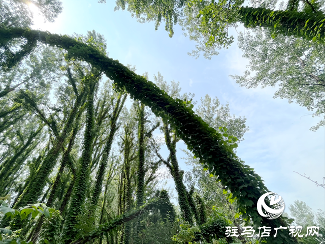 駐馬店現“原始森林”奇觀 絕美景色邀您來打卡