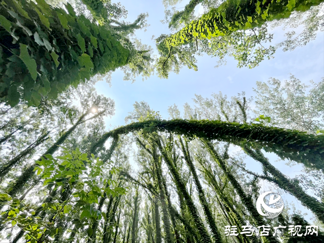 駐馬店現“原始森林”奇觀 絕美景色邀您來打卡