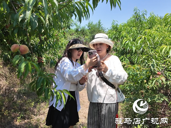  網絡達人齊聚泌陽助農賣桃 開辟鄉村振興新路徑
