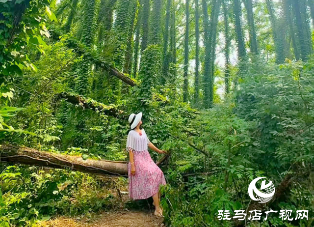 駐馬店現“原始森林”奇觀 絕美景色邀您來打卡