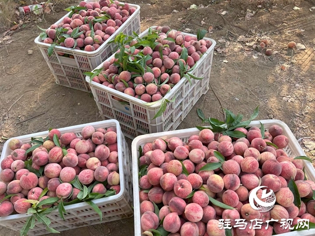 泌陽縣：果農變主播 電商渠道助力林果產品邁出去 賣的好
