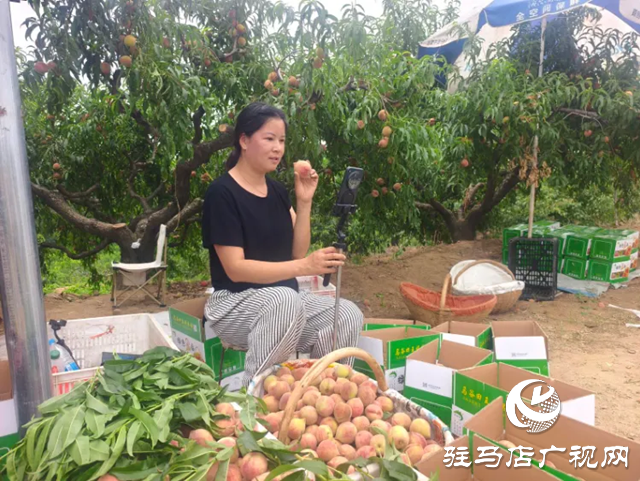 手機成“新農具” 直播變“新農活”！泌陽果農破局林果銷售助鄉村振興