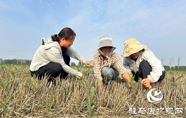 驛城區農技專家田間“把脈” 護航秋糧生產