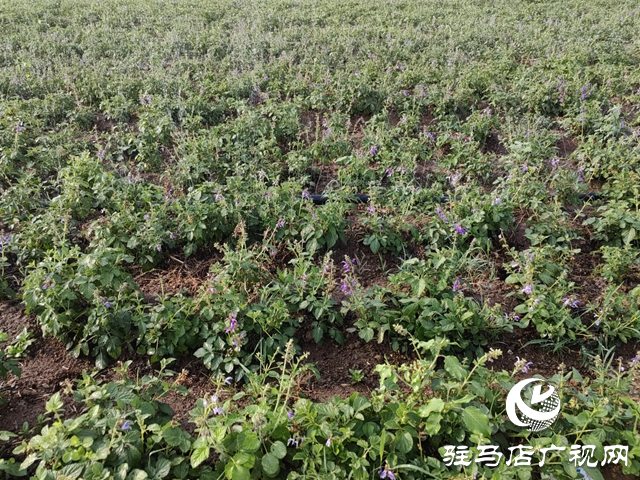 驛城區朱古洞鄉：特色種養殖產業激活鄉村振興“新引擎”