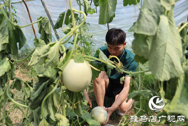 驛城區香山街道：瓜果飄香喜迎豐收季 “甜蜜經濟”打開富民路