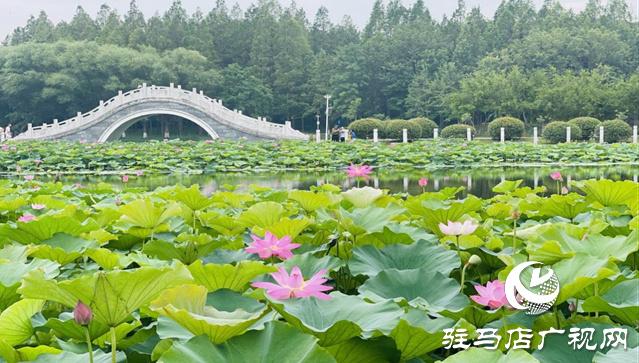 夏日限定！置地公園荷花盛開 成為市民賞荷打卡好去