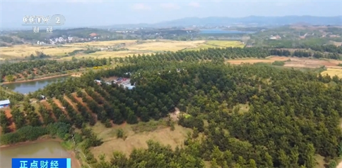年產量超2億噸！我國多地森林食物迎來夏季采收