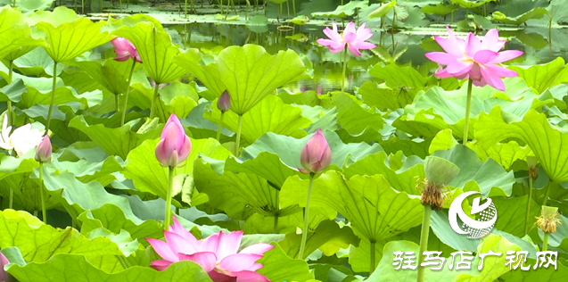 夏日限定！置地公園荷花盛開 成為市民賞荷打卡好去