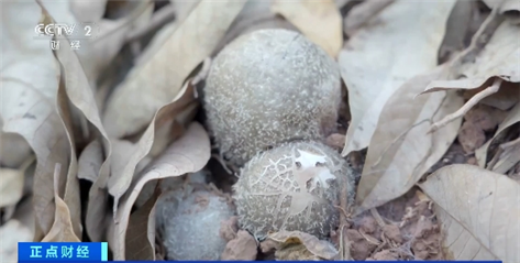 年產量超2億噸！我國多地森林食物迎來夏季采收