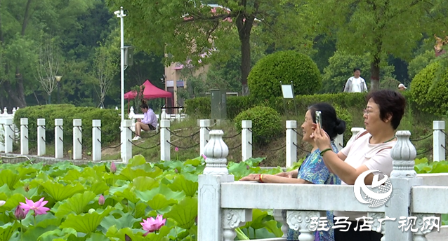 夏日限定！置地公園荷花盛開 成為市民賞荷打卡好去