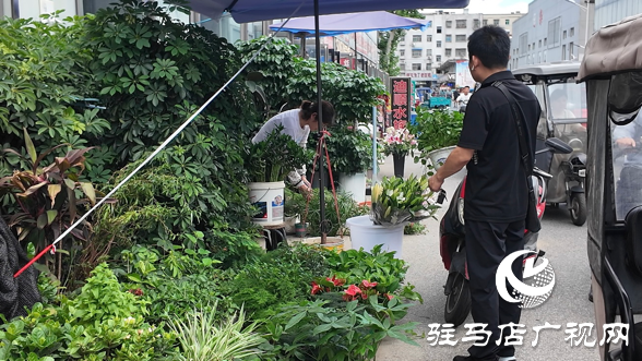 高溫催熱“綠色經濟”夏季綠植銷量激增