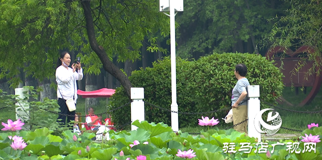 夏日限定！置地公園荷花盛開 成為市民賞荷打卡好去