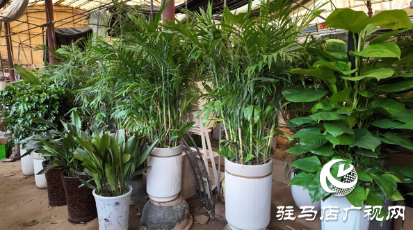 高溫催熱“綠色經濟”夏季綠植銷量激增