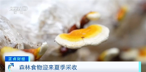 年產量超2億噸！我國多地森林食物迎來夏季采收