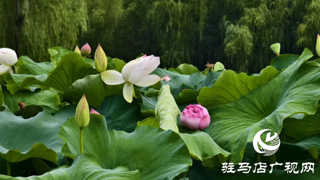 【大美天中】泌陽現“水晶天”！漢風古韻與湖光云影同框