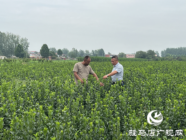 朱樹旗：盤活土地興產業 實干擔當促振興