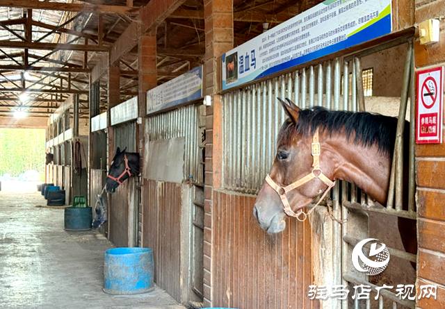 確山樂山驛站：串聯周邊旅游資源 打造馬術+文旅新樣本